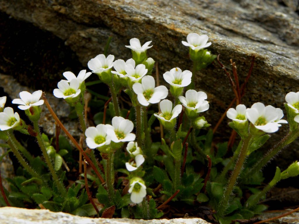 Saxifraga androsacea / Sassifraga rosulata